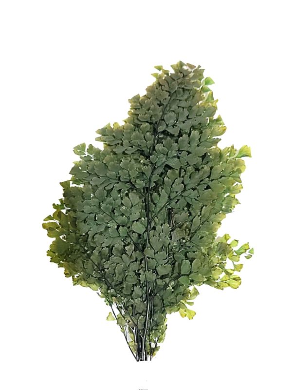 Cilantrillo Lutti Adianthum