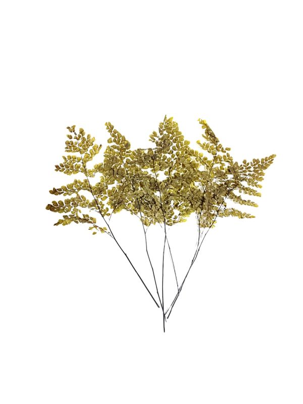 Helecho preservado para oficinas y hogares