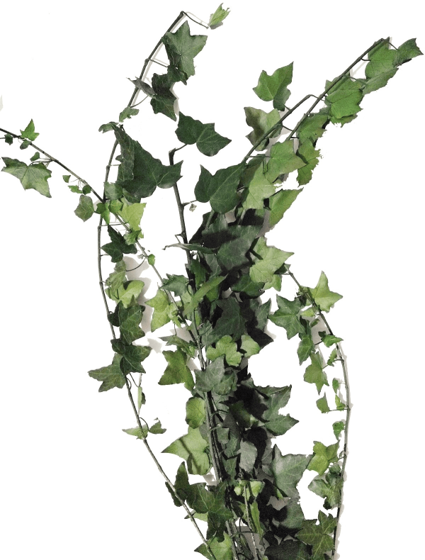 N-05-06 1 (1) Decoración con follaje preservado para espacios comerciales