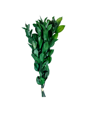 Follaje preservado para espacios comerciale