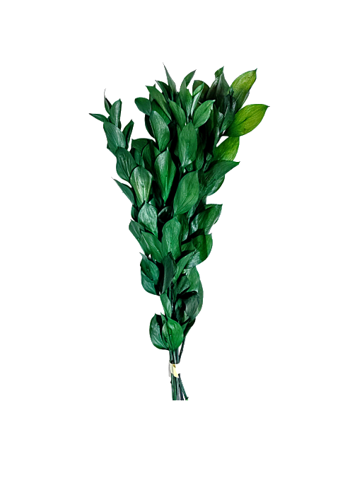 Follaje preservado para espacios comerciale