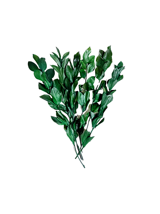 Follaje preservado para espacios comerciale