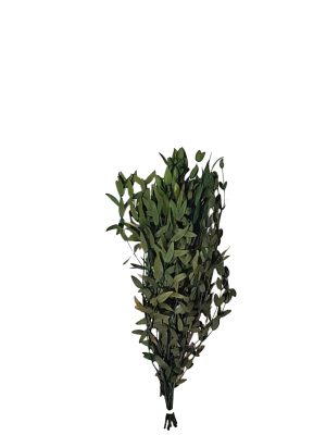 Follaje preservado para espacios comerciale