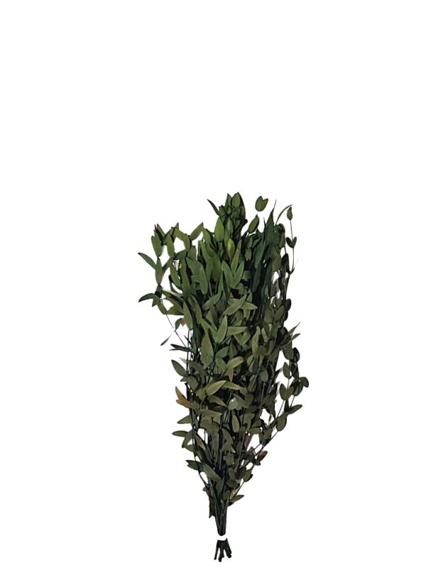 Follaje preservado para espacios comerciale