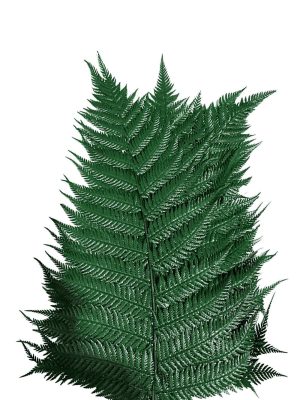 Follaje preservado para espacios comerciale