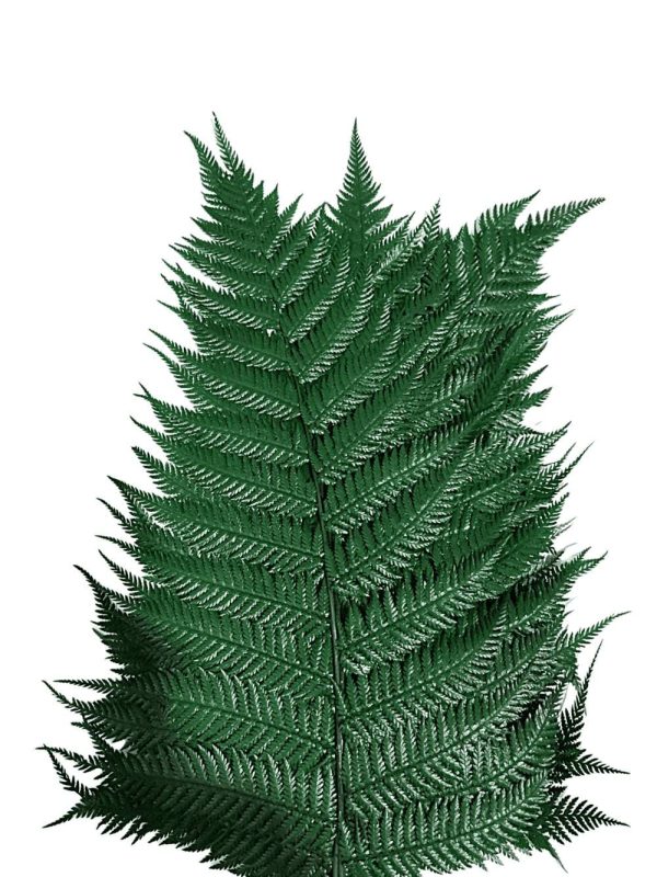 N-20-06 Ramo (1) Follaje preservado para espacios comerciale