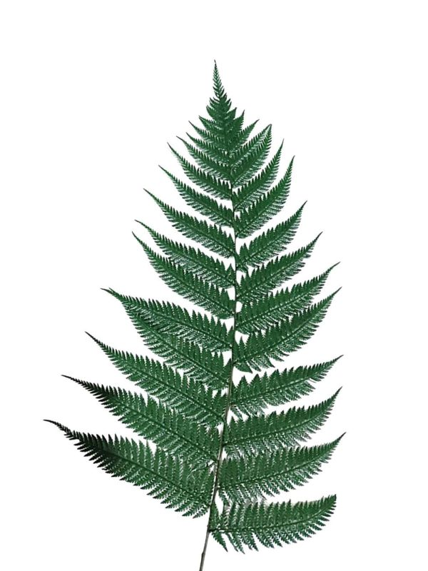 N-20-06 Tallo (1) Follaje preservado para espacios comerciale