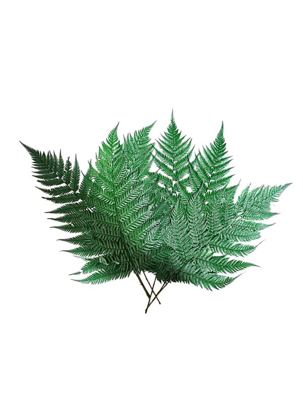 N-20-06 Tallos Follaje preservado para espacios comerciale