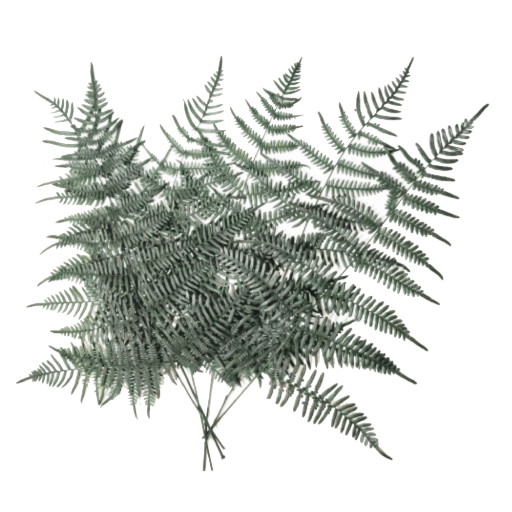 Helecho preservado para oficinas y hogares