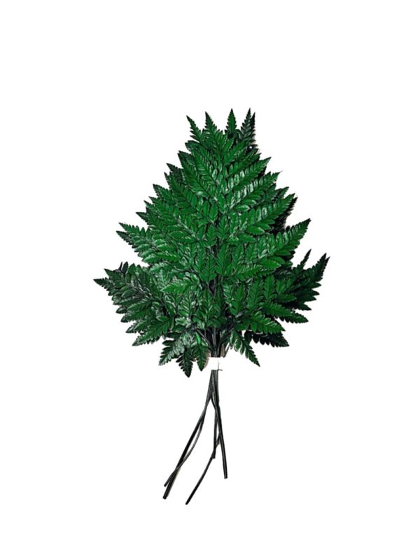 Helecho preservado para oficinas y hogares