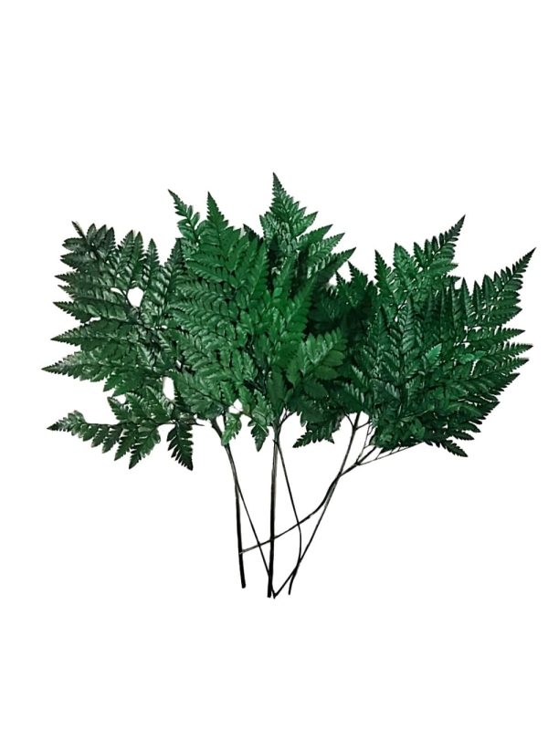 Helecho preservado para oficinas y hogares