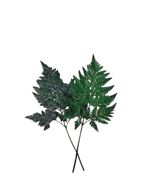 Helecho preservado para oficinas y hogares