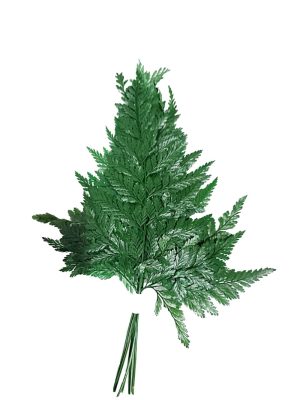 Helecho preservado para oficinas y hogares