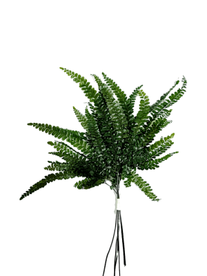 Helecho preservado para oficinas y hogares