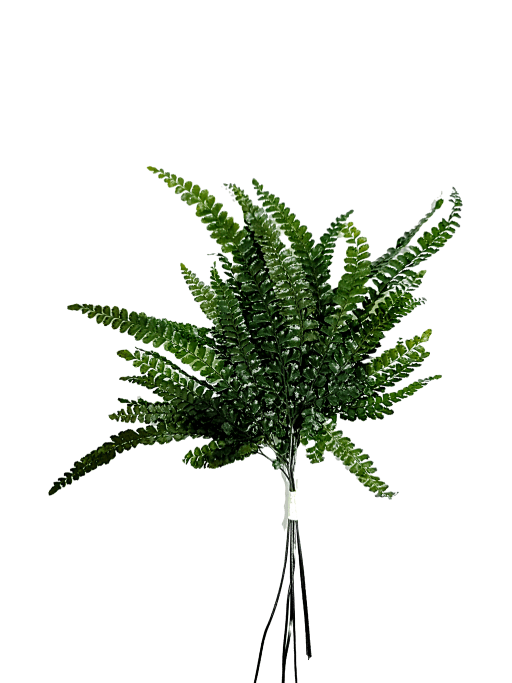 Helecho preservado para oficinas y hogares