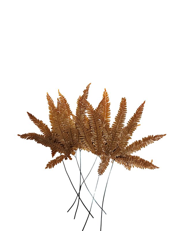 N-28-03 Tallos Helecho preservado para oficinas y hogares
