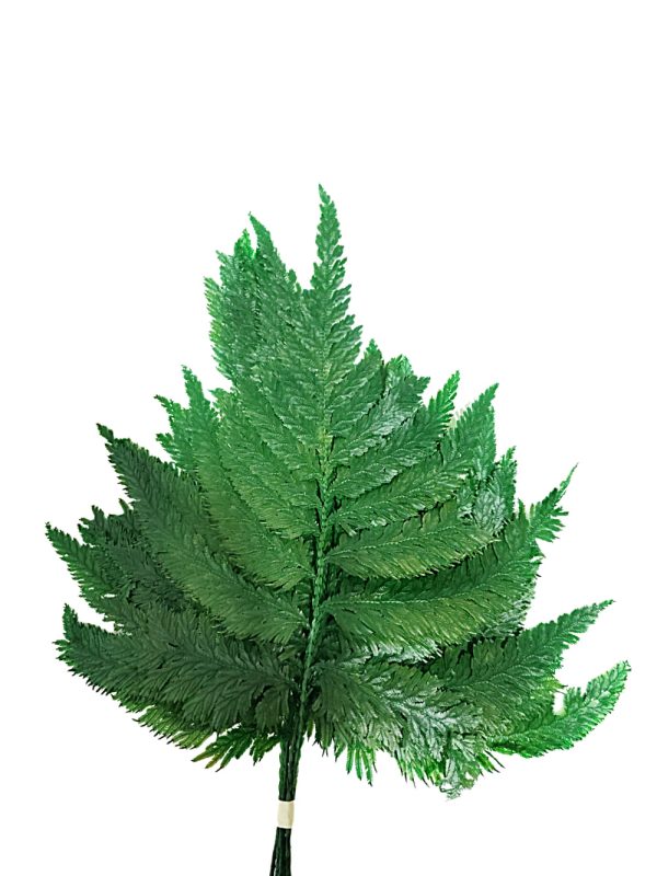 Helecho preservado para oficinas y hogares