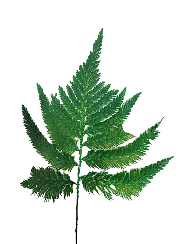 Helecho preservado para oficinas y hogares