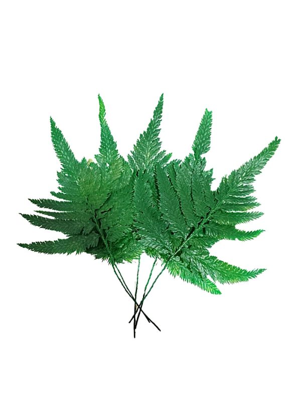 Helecho preservado para oficinas y hogares