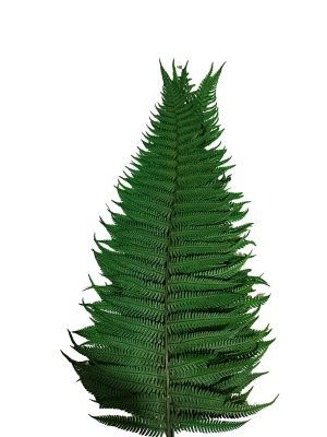 N-30-06 Ramo (1) Helecho preservado para oficinas y hogares