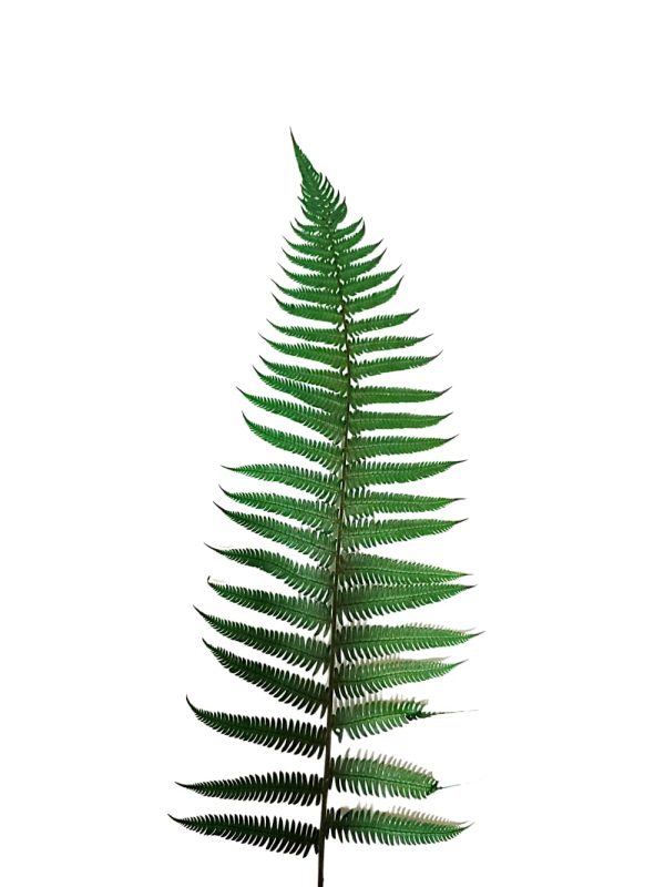 Helecho preservado para oficinas y hogares