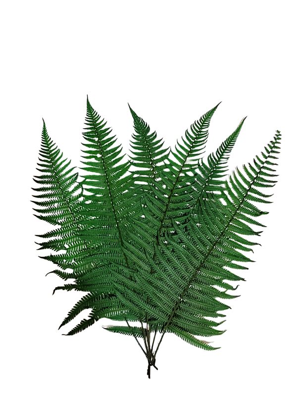 Helecho preservado para oficinas y hogares