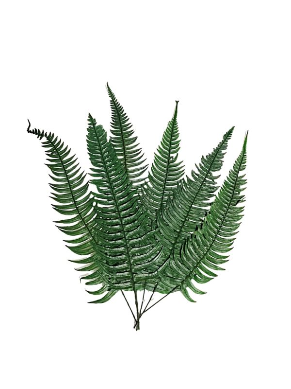 Follaje preservado para espacios comerciales