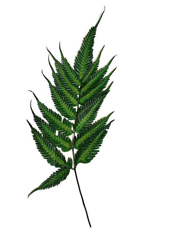 Follaje preservado para espacios comerciales