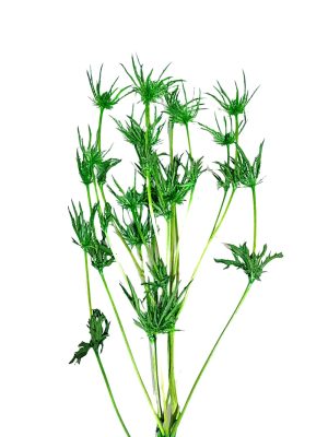 N-43-06 Ramo (1) Follaje preservado para espacios comerciales