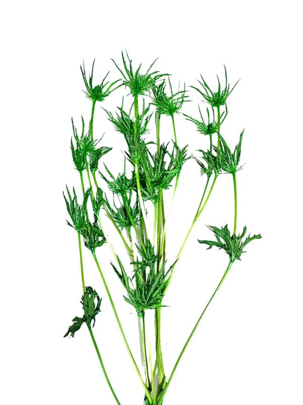 Follaje preservado para espacios comerciales