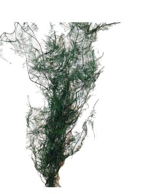 N-56-06 Ramo (1) Helecho preservado para oficinas y hogares