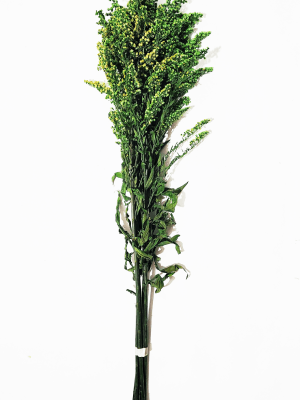 N-70-06 Ramo WEb Decoración con follaje preservado para espacios comerciales