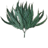 Helecho Pomp
