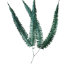 Helecho Pomp