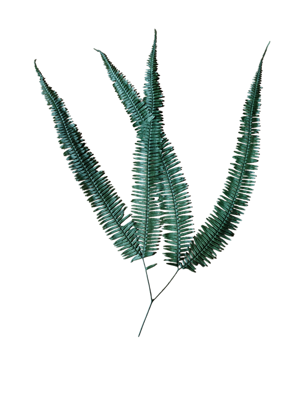 Helecho Pomp