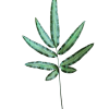 Tallo Abolineata Verde Abolineata