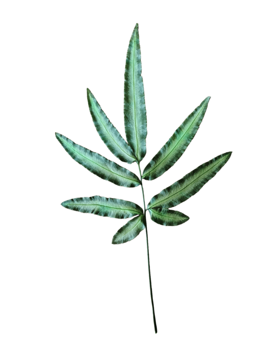 Tallo Abolineata Verde Abolineata